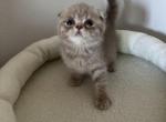 Leo Scottish Fold kitten - Scottish Fold Kitten For Sale - Tacoma&comma; WA&comma; US