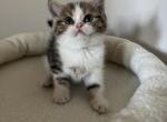 Bella Scottish kitten - Scottish Straight Kitten For Sale - Tacoma&comma; WA&comma; US