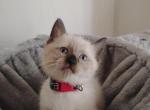 Perry's babies - Siamese Kitten For Sale - Merrill&comma; WI&comma; US