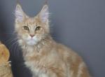 Perseus - Maine Coon Kitten For Sale - NY&comma; US