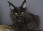 Orion - Maine Coon Kitten For Sale - NY&comma; US