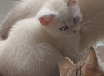 White Scottish straight female - Scottish Straight Kitten For Sale - 