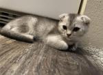 Scottish Fold - Scottish Fold Kitten For Sale - Federal Way&comma; WA&comma; US