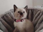 Perry's baby - Siamese Kitten For Sale - Merrill&comma; WI&comma; US