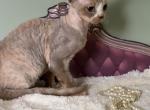 Pixie - Devon Rex Kitten For Sale - Homer&comma; IL&comma; US