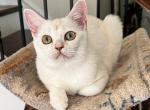 Flora - Burmilla Kitten For Sale - Greer&comma; SC&comma; US