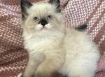 Male5 - Ragdoll Kitten For Sale - 
