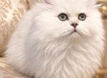 The Lion King - Persian Kitten For Sale - 
