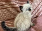 Male2 - Ragdoll Kitten For Sale - Syracuse&comma; NY&comma; US