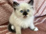 Female - Ragdoll Kitten For Sale - 