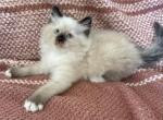 Male3 - Ragdoll Kitten For Sale - 