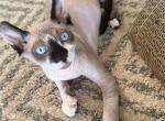 Chiara&Hermes - Sphynx Kitten For Sale - Mount Prospect&comma; IL&comma; US
