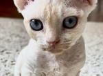 Lizzy - Devon Rex Kitten For Sale - Homer&comma; IL&comma; US