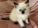 Male1 - Ragdoll Kitten For Sale - Syracuse&comma; NY&comma; US