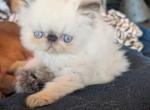 male - Persian Kitten For Sale - 