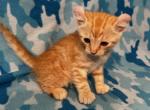 Highlander kity 1g - Highlander Kitten For Sale - Goshen&comma; AL&comma; US