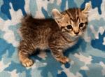 Highlander kity 6g - Highlander Kitten For Sale - Goshen&comma; AL&comma; US