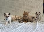 Siberian Sphynx and Domestic mixed kittens - Siberian Kitten For Sale - 