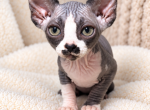 Josi - Sphynx Kitten For Sale - WV&comma; US