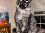 Black Smoke Boy Polydactyl - Maine Coon Kitten For Sale - Grant Valkaria&comma; FL&comma; US
