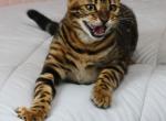 Biggie Smalls - Bengal Kitten For Sale - 