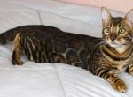 Biggie Smalls - Bengal Kitten For Sale - Hot Springs&comma; NC&comma; US