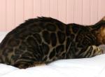 Mr Crinkles - Bengal Kitten For Sale - 