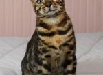 Mr Crinkles - Bengal Kitten For Sale - Hot Springs&comma; NC&comma; US