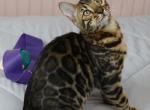 Mr Crinkles - Bengal Kitten For Sale - Hot Springs&comma; NC&comma; US