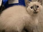 Blue tortie female - Siamese Kitten For Sale - Deer Park&comma; IL&comma; US