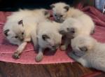 Pip Summer 26 Females - Siamese Kitten For Sale - 