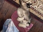 Pip Summer 26 Males - Siamese Kitten For Sale - 