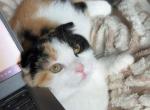 Marsha Mae Emory - Scottish Fold Kitten For Sale - AND&comma; SC&comma; US