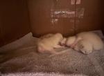 Evie Summer 26 Females - Siamese Kitten For Sale - 