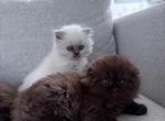 Chocolate Brown - Scottish Fold Kitten For Sale - Vancouver&comma; WA&comma; US