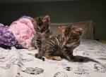 Lola - Bengal Kitten For Sale - Hollywood&comma; FL&comma; US