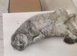 Coco Chanel - Scottish Fold Kitten For Sale - Fort Lauderdale&comma; FL&comma; US