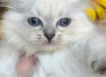 kitten pink - Siberian Kitten For Sale - 