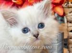 kitten boy - Siberian Kitten For Sale - Aldie&comma; VA&comma; US