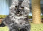 Newton - Maine Coon Kitten For Sale - NY&comma; US
