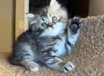 Doll Face Persian Kittens - Persian Kitten For Sale - Boyertown&comma; PA&comma; US