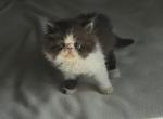 Chocolate kitty - Persian Kitten For Sale - Medway&comma; OH&comma; US