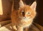 Saffron - Maine Coon Kitten For Sale - 