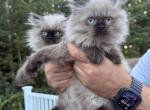 Red collar - Himalayan Kitten For Sale - Dover&comma; NH&comma; US