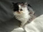 Bandit - Persian Kitten For Sale - 