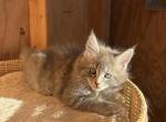 Tulip - Maine Coon Kitten For Sale - 