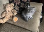 Benny - Scottish Straight Kitten For Sale - Levittown&comma; PA&comma; US