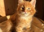 Sanderson - Maine Coon Kitten For Sale - 
