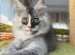 Lorena - Maine Coon Kitten For Sale - NY&comma; US