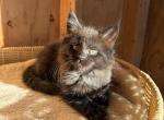 Rain - Maine Coon Kitten For Sale - Montgomery&comma; MA&comma; US